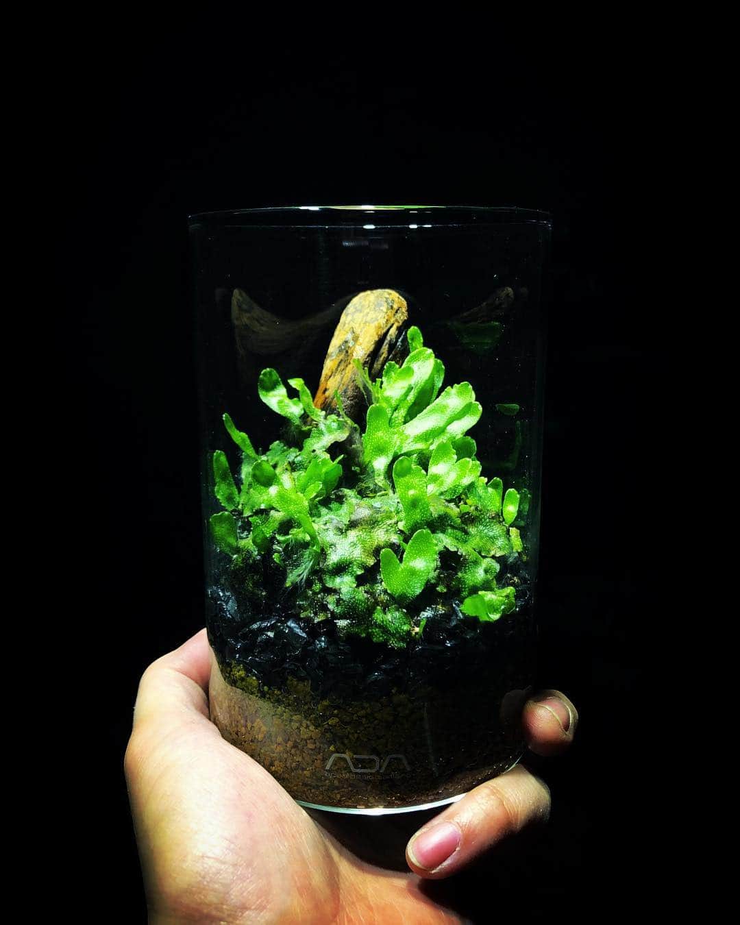 金成公信さんのインスタグラム写真 - (金成公信Instagram)「ホウオウゴケが調子悪かったからほかに移してジャゴケ入れといたらこんなんなってた。ええやん^ ^ #mossterrarium #苔テラリウム #苔 #moss #ジャゴケ #plants」3月31日 22時49分 - bonsai_chiba