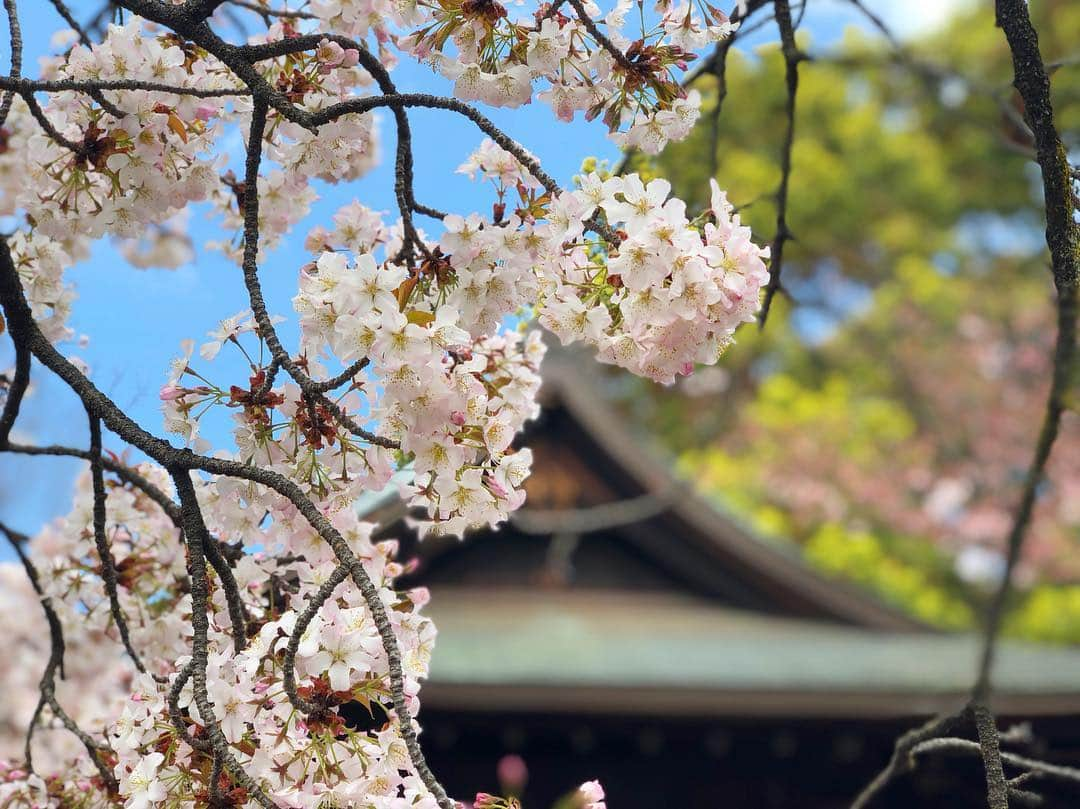 立花サキさんのインスタグラム写真 - (立花サキInstagram)「桜🌸満開🌸  #japan #日本 #日本の美 #桜」3月31日 22時50分 - tachibanasakichaso