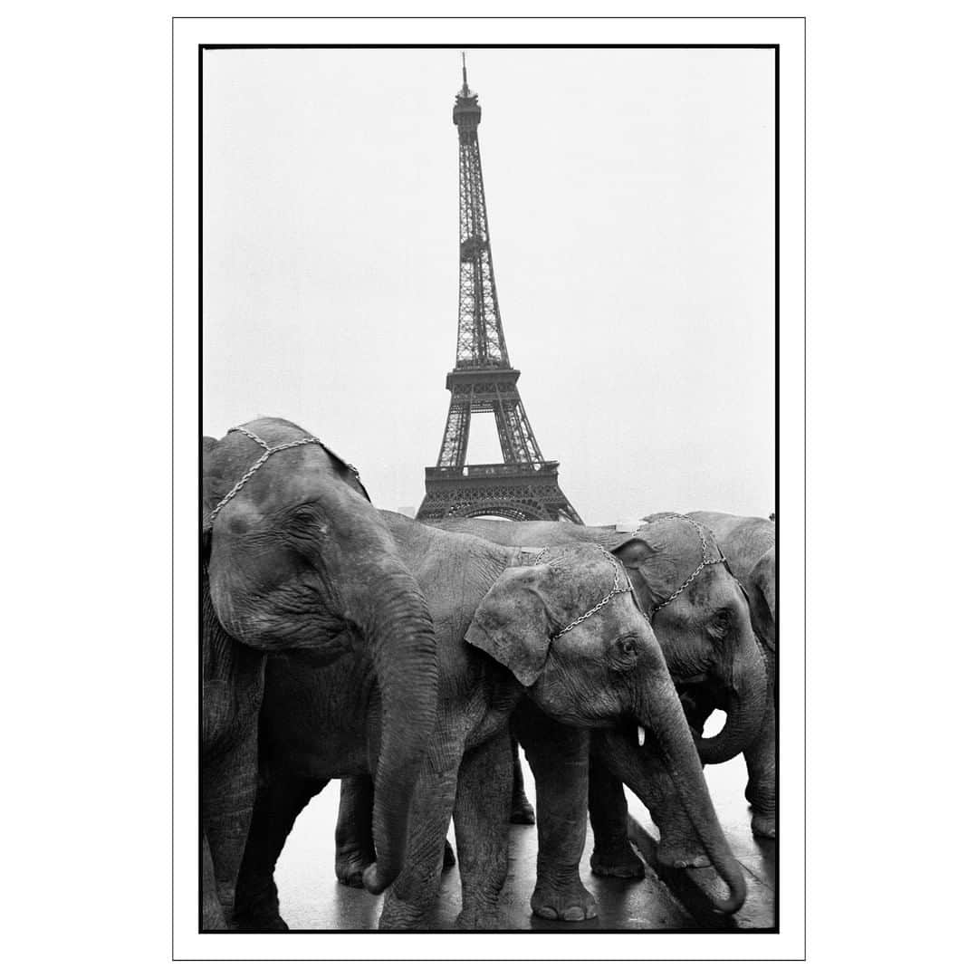 Magnum Photosさんのインスタグラム写真 - (Magnum PhotosInstagram)「The Eiffel Tower was officially inaugurated 130 years ago today, on March 31, 1889, and in the years since has become one of the most recognizable and replicated structures in the world. . To mark the anniversary today, we look at how the Eiffel Tower has served as backdrop to life in the French capital through the decades. Link in bio. . You can find a new curation of Eiffel Tower fine prints and posters available on shop.magnumphotos.com now. . PHOTO: Elephants of the Bouglione Circus during the "Cavalcade des cirques", cavalcade of circus passing through the town. In the background: the Eiffel Tower. Place du Trocadero. 16th arrondissement. Paris, France. December, 1978. . © #GuyLeQuerrec/#MagnumPhotos . #EiffelTower #Paris」3月31日 23時00分 - magnumphotos