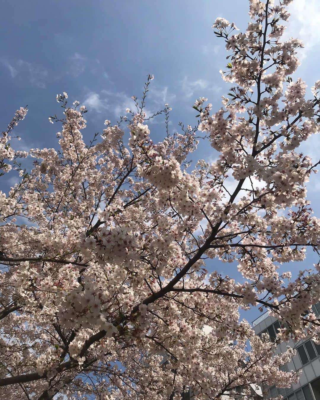 秋本祐希さんのインスタグラム写真 - (秋本祐希Instagram)「毎年恒例のお花見🌸 楽しかったよ friends❤︎ありがとう☺︎ 明日から4月！ 新元号発表も気になりますね。 今日はゆっくりお風呂に入って眠ります😴 おやすみなさい⭐ #お花見 #桜 #cherryblossom #spring #nofilter」3月31日 23時01分 - ayuuki0908