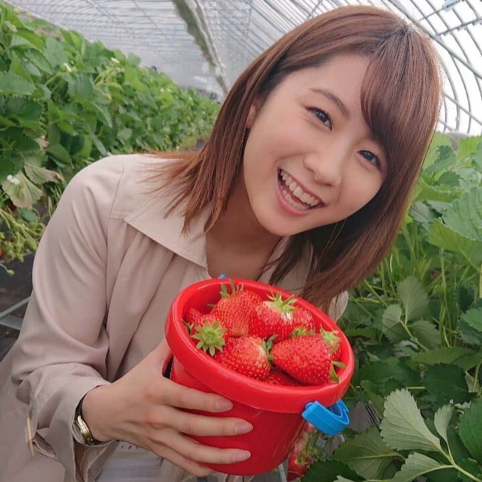 尾島早都樹のインスタグラム：「年度末最終日は あいにくの天気でしたが、 朝から富山の甘いいちごで満腹！ 幸せな１日でした😆❣️ . そして数時間後には4月！ 早いもので尾島も社会人２年目になります。 引き続き、#ニュース６ の スポーツコーナー を担当します！ . 少し余裕が出てくるであろう２年目。 新しいことにも挑戦していきたいな！ . 新年度もどうぞよろしくお願いします☺️🌸 . #イチゴ狩り #🍓 #バケツ２杯分ぺろり #チューリップテレビ #Nスポ #N6 #社会人２年目」