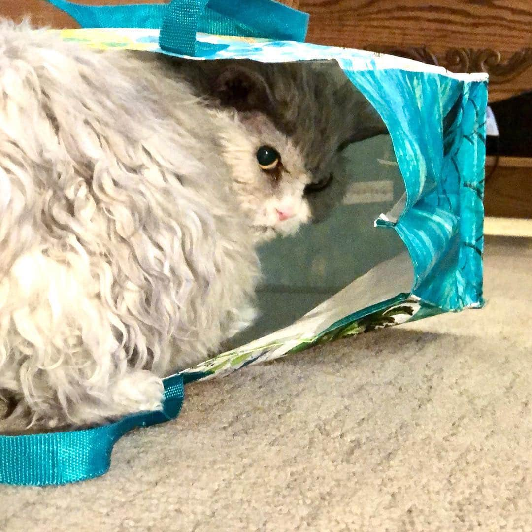 アルベルトさんのインスタグラム写真 - (アルベルトInstagram)「Clearly, the cat’s not out of the bag. #pompousalbert」3月31日 23時07分 - pompous.albert