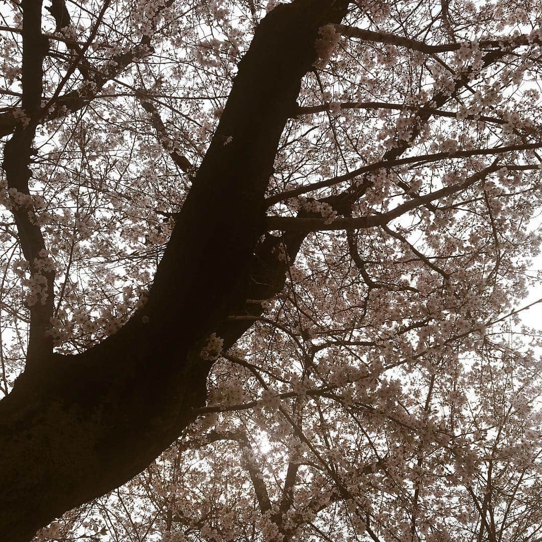 岡田美季さんのインスタグラム写真 - (岡田美季Instagram)「お花見とお誕生日🌸🎂🍡 嬉しい楽しい幸せな日だ❤︎ あきちゃんこうへいおめでとう❤︎ おやすみなさい❤︎」3月31日 23時17分 - mikiokada0225