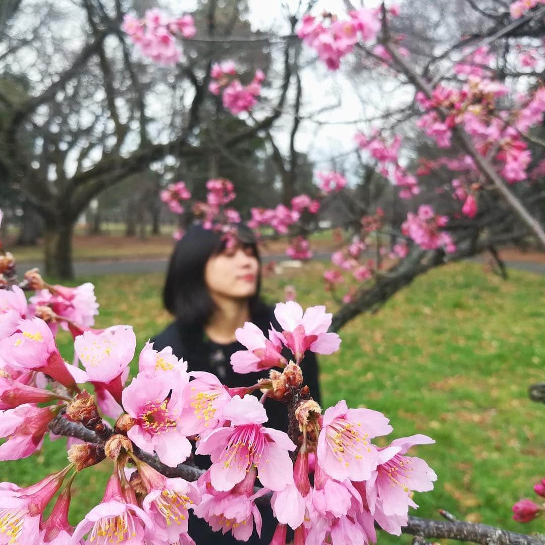 シュアン（施鈺萱）さんのインスタグラム写真 - (シュアン（施鈺萱）Instagram)「・ #平成最後の花見  今天天氣算暖和，很適合賞花🌸不然老覺得就是坐在櫻花下跟朋友聊天吃東西吹冷風而已啊🤣(還不知道那些日本人到底有沒有抬頭看頭上的櫻花)笑 ・ 明天就要宣布日本的新年號了！ 平成就要結束了.... 以後平成這個詞就會像昭和一樣變成過去的代名詞吧。 平成年生的人無法是年輕的代表了，平成年流行的東西一切都會變成「過去」🌸 ・ 雖然很寂寞， 總而言之，期待明天的新年號🇯🇵😊 ・ 今日暖かくて花見日和でしたね🌸いつも思ってるけど、日本の花見文化は面白いなと思って、ピクニックみたいに桜の木の下に座って、話しながら飲みながら、本当に桜を見てるかなと思っちゃう笑 ・ 明日は新年号発表の日。 平成は終わっちゃいます。 平成は過去の代名詞になる。 そう思うと寂しくなるよね。 平成生まれはもう若くないんだ😂 寂しいけど、生きるしかないもんね。 生きるんだ。 明日新年号の発表を楽しみにしてるよ🌸 みんなも花見した？😊 ・ #桜 #花見 #花見日和 #sakura #シュアン #施鈺萱」3月31日 23時17分 - ts_hsuan