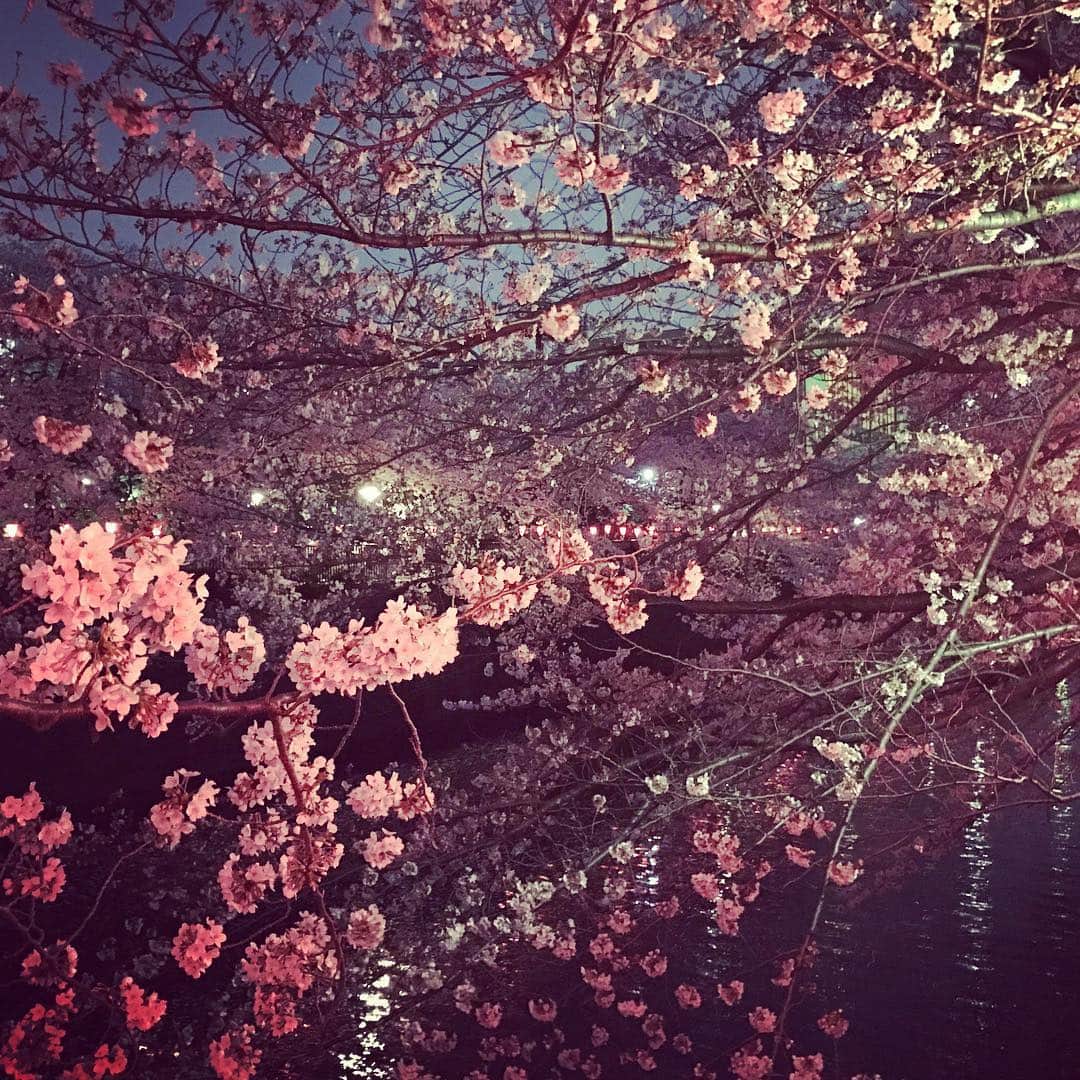 安珠さんのインスタグラム写真 - (安珠Instagram)「通り過ぎても 振り返り振り返り #桜 #Tokyo #cherryblossom #安珠写真家 #anjuphotographer」3月31日 23時13分 - anjuphotographer
