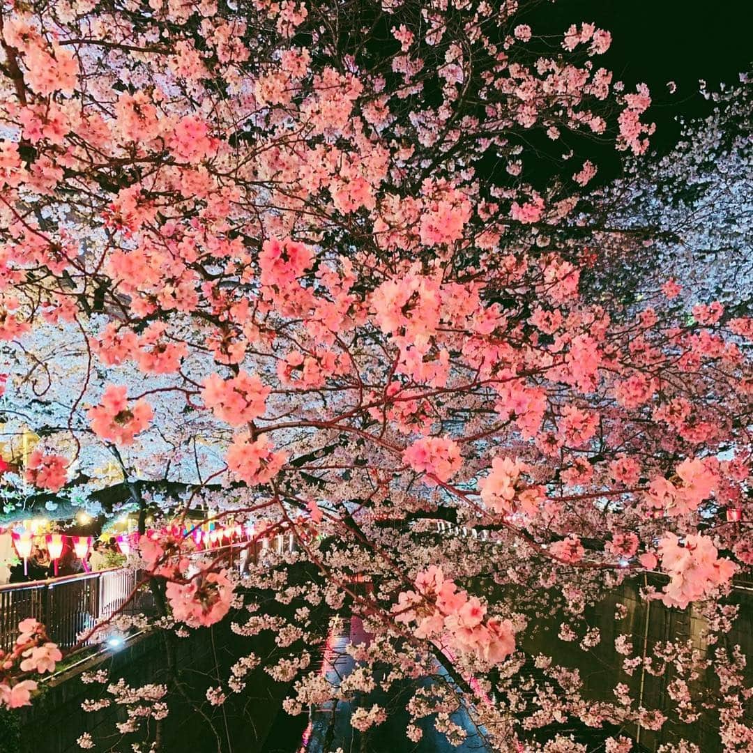 megbabyのインスタグラム：「昼も夜も桜は美しい☺️🌸🌸🌸💕」