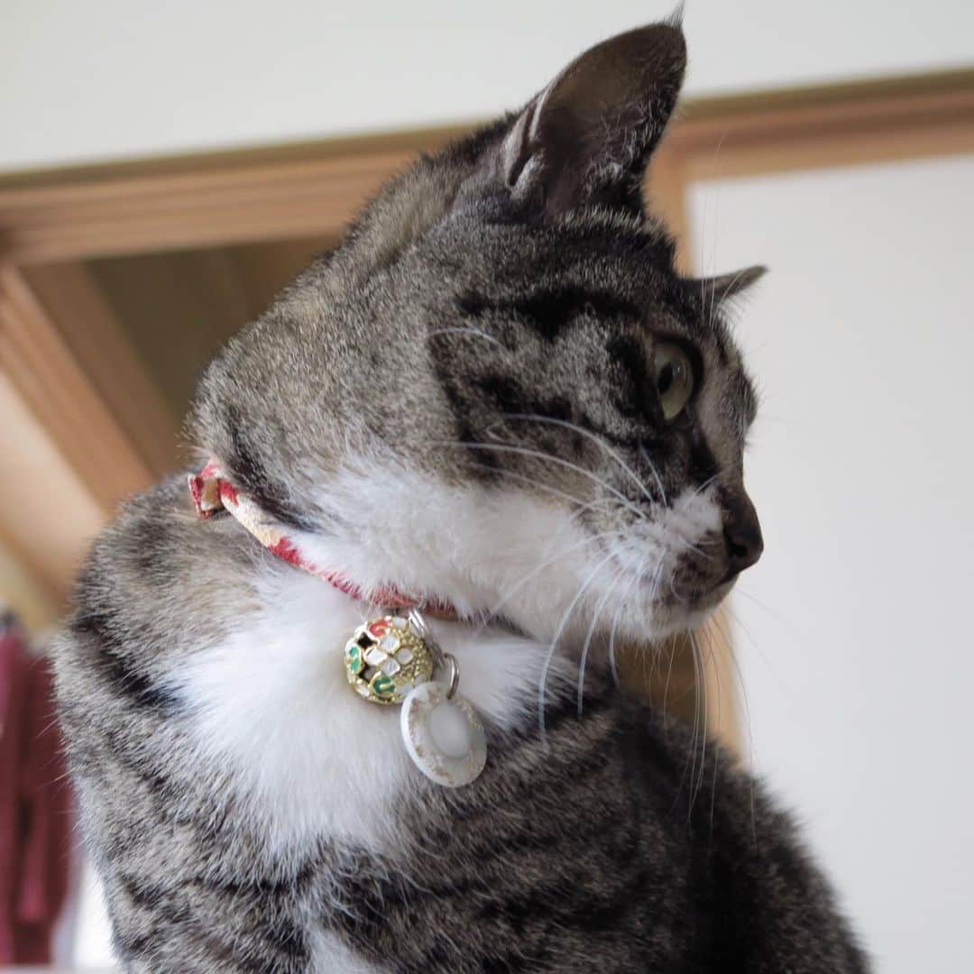 takegaeruさんのインスタグラム写真 - (takegaeruInstagram)「少し前ですが、てんちゃんの首輪を更新しました😊  #猫 #cat #よもねこ #よもぎねこ #キジトラ #きじとら」3月31日 23時23分 - takegaeru