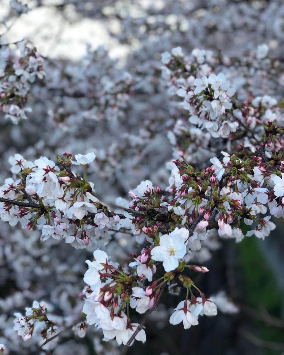 野木久美子さんのインスタグラム写真 - (野木久美子Instagram)「山崎川にお散歩してきました🌸 今日はまだ6分咲きくらいかな^ ^  これからまた満開になるのが楽しみ🌸  桜が綺麗だな〜とつくづく感じるようにっ😙 日本人に生まれてよかった瞬間😚  今回は仕事終わって行ったからサン連れて行けなかったけどつぎは連れて行きたい🐕  #🌸 #花見 #お散歩 #山崎川 #川沿い #6分咲き #春だけど #やっぱり #まだ寒い #防寒は必須 #名古屋 #桜の名所 #名古屋桜 #愛知桜」3月31日 23時25分 - nogikumigram