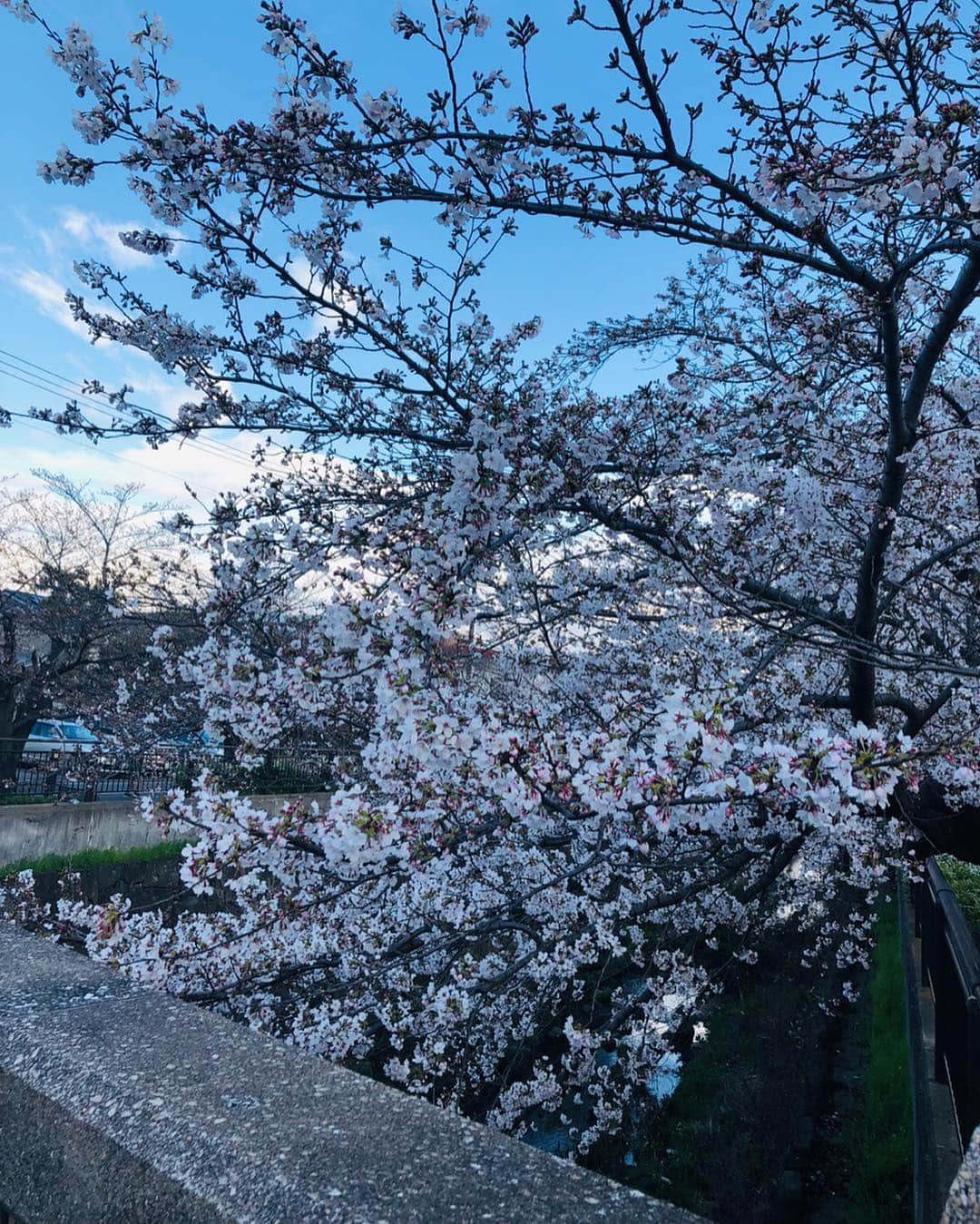 野木久美子さんのインスタグラム写真 - (野木久美子Instagram)「山崎川にお散歩してきました🌸 今日はまだ6分咲きくらいかな^ ^  これからまた満開になるのが楽しみ🌸  桜が綺麗だな〜とつくづく感じるようにっ😙 日本人に生まれてよかった瞬間😚  今回は仕事終わって行ったからサン連れて行けなかったけどつぎは連れて行きたい🐕  #🌸 #花見 #お散歩 #山崎川 #川沿い #6分咲き #春だけど #やっぱり #まだ寒い #防寒は必須 #名古屋 #桜の名所 #名古屋桜 #愛知桜」3月31日 23時25分 - nogikumigram