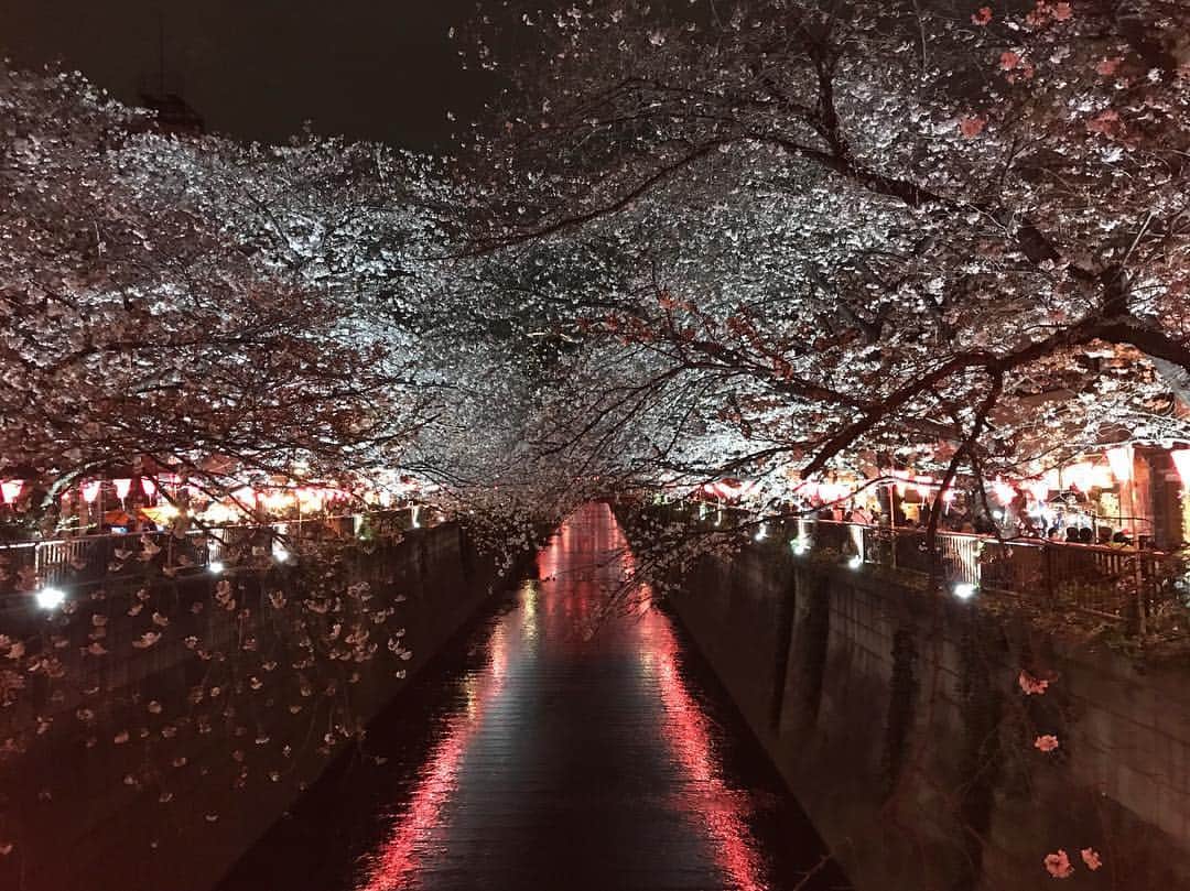 のインスタグラム：「♡♡ . . 目黒川の夜桜🌸 . . 初めて目黒川のお花見行った🙈✨ . . 人が多すぎてビックリしたd(ŐдŐ๑)！！ . . でも綺麗やった💋✨ . . #目黒川 #お花見 #🌸 #夜桜 #桜  #CHERRYBLOSSOM #チェリーブロッサム」