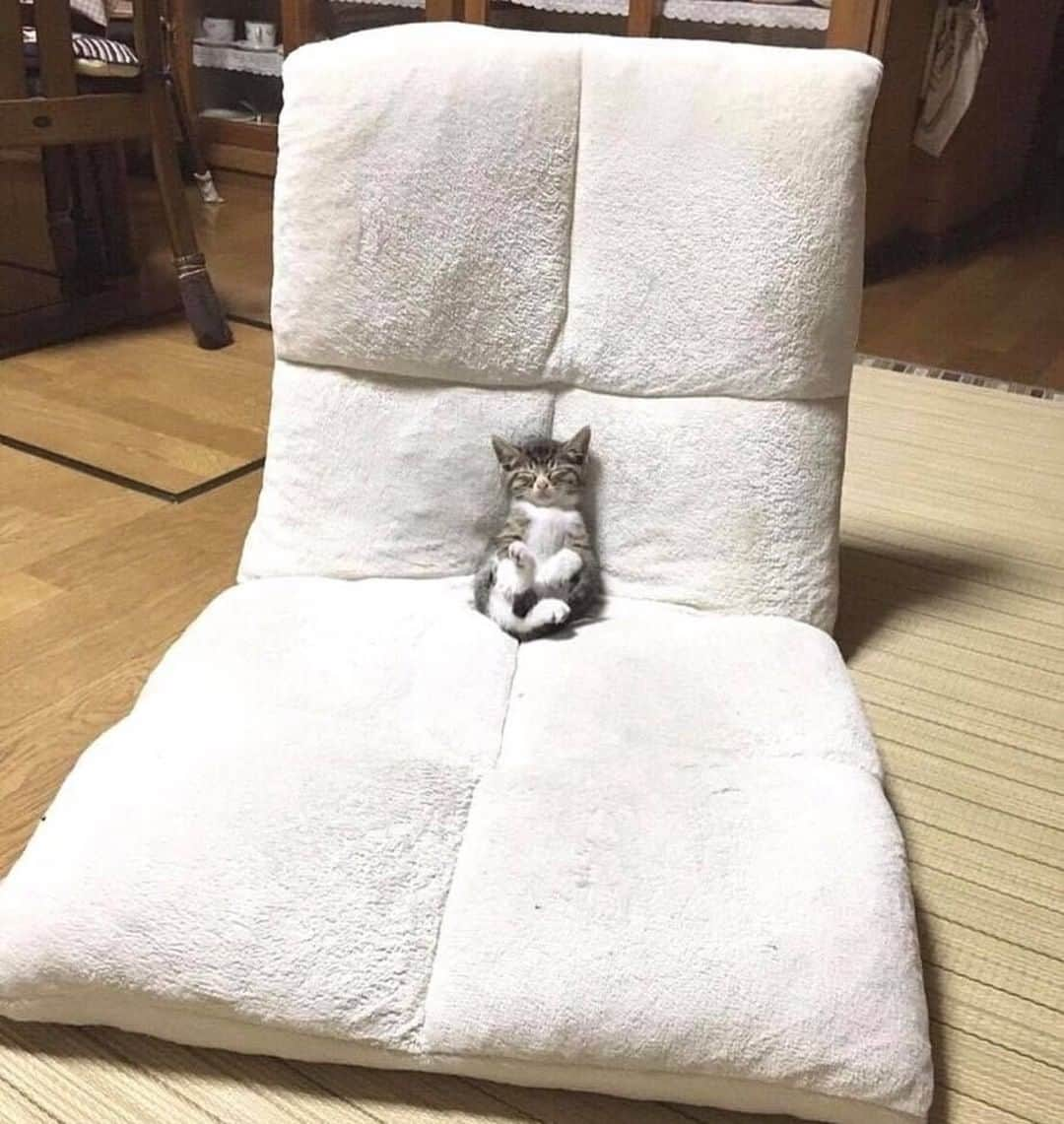 9GAGさんのインスタグラム写真 - (9GAGInstagram)「My cat chilling at home while I get tortured at work.⠀ -⠀ @meowed #meowed #cat #9gag」3月31日 23時28分 - 9gag