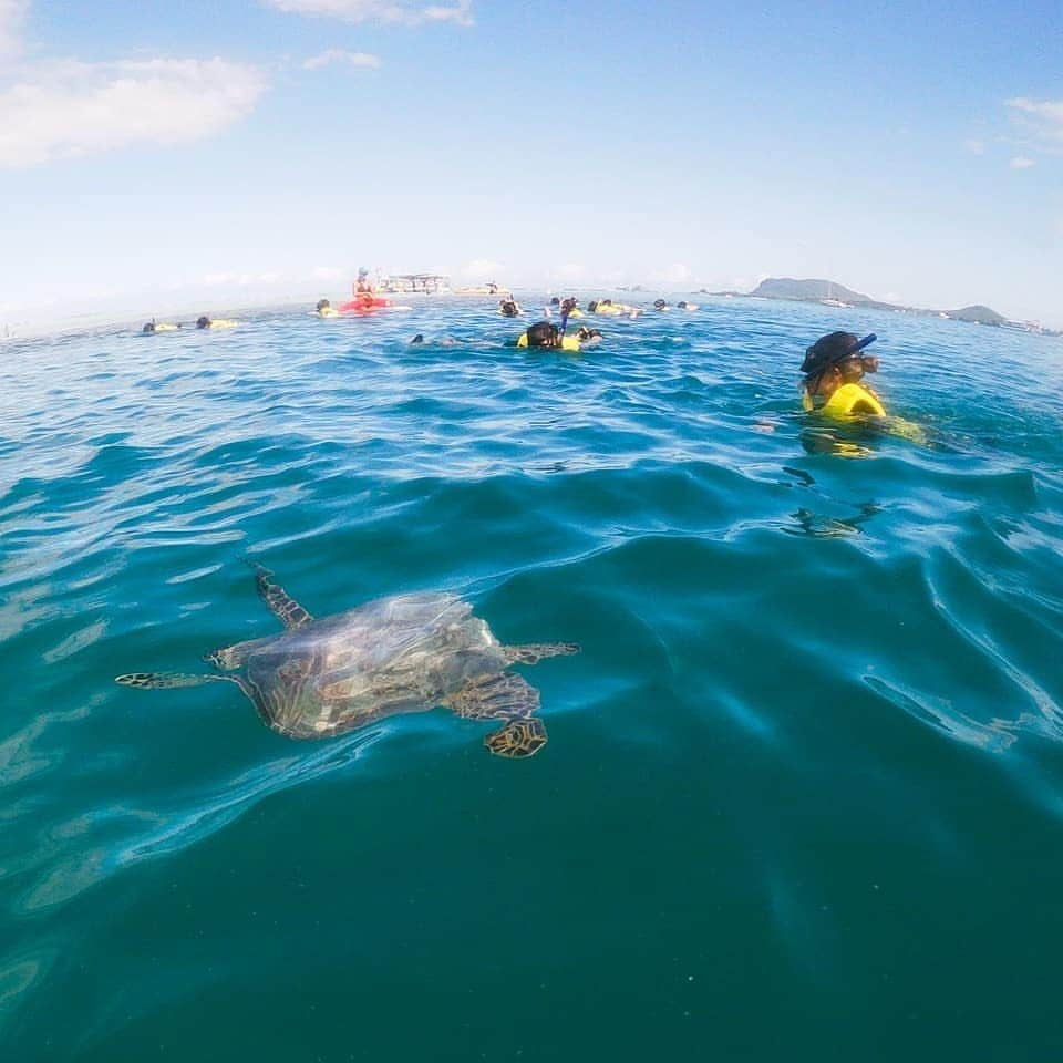 Luxury Cruise by Captain Bruceさんのインスタグラム写真 - (Luxury Cruise by Captain BruceInstagram)「🐢Hi！  #captainbruce #sandbar #kaneohe #hawaii #oahu #oahulife #ahuolaka #snorkel #seaturtle #honu #キャプテンブルース #天国の海 #アフオラカ #ハワイ大好き #絶景 #海ガメさん」3月31日 23時39分 - cptbruce_hi