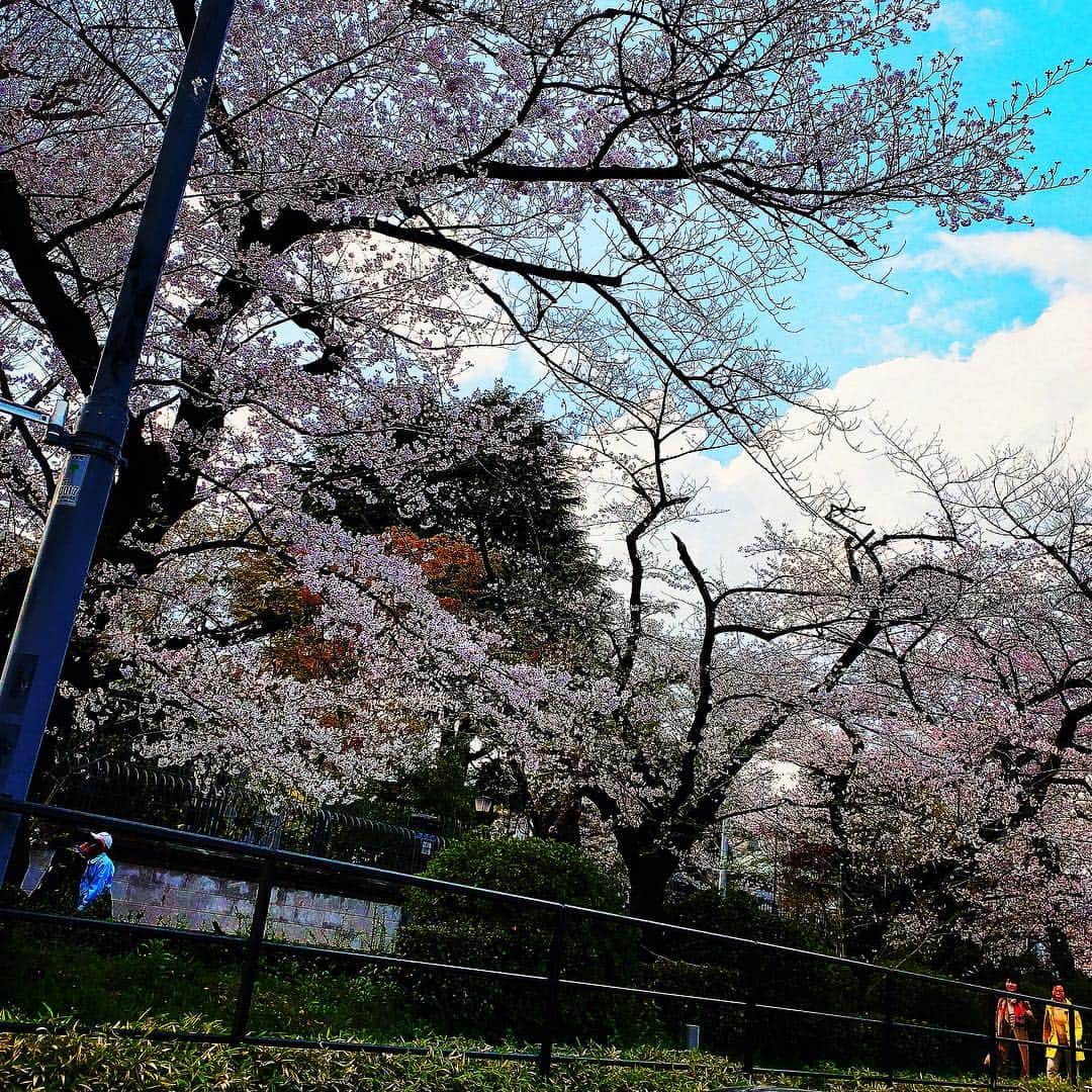 名塚佳織さんのインスタグラム写真 - (名塚佳織Instagram)「‎(ت) お花見ドライブ♡ ちょこっと通過しただけだけど…w 大満足なお花見日和🌸でしたね♪ #お花見 #日和 #ドライブ」3月31日 23時40分 - nazuka_kaori424