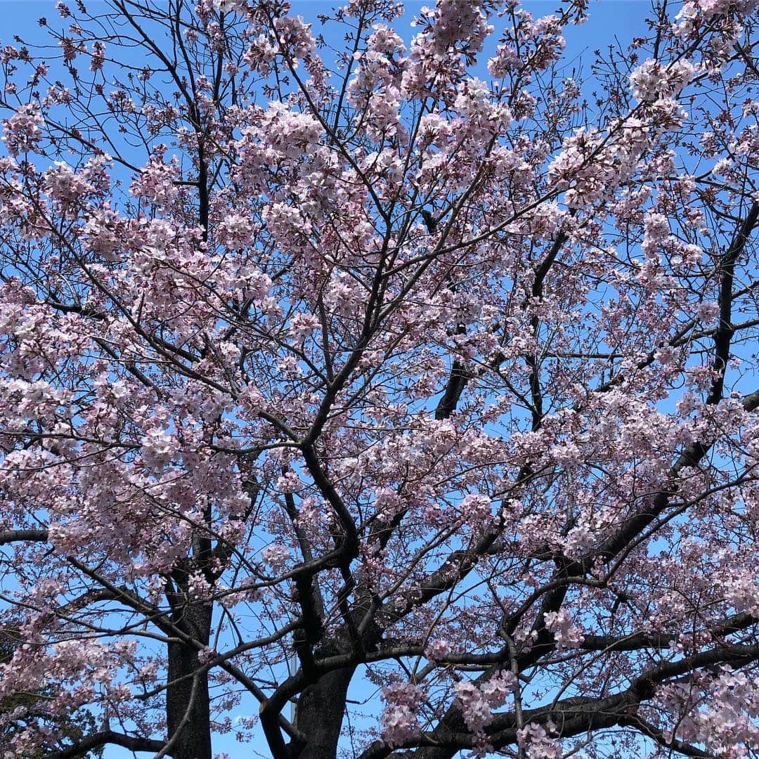 石丸幹二さんのインスタグラム写真 - (石丸幹二Instagram)「桜、桜、満開。明日から新年度、石丸は「題名のない音楽会」収録でスタートです。新元号が発表の頃は、楽屋で取材を受けてます。石丸マネ #石丸幹二 #題名のない音楽会」3月31日 23時42分 - team_kanji_ishimaru