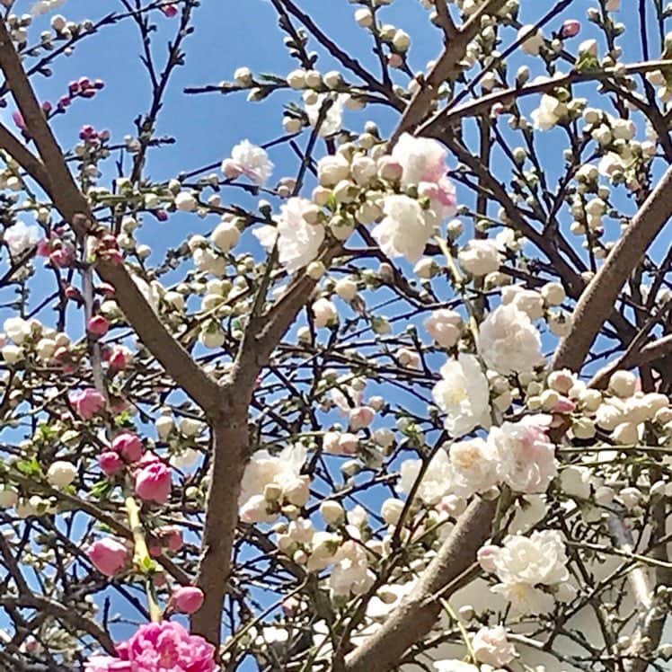 吉田由美さんのインスタグラム写真 - (吉田由美Instagram)「うちの桜🌸  #桜 #サクラ #さくら🌸」3月31日 23時53分 - yumi__yoshida