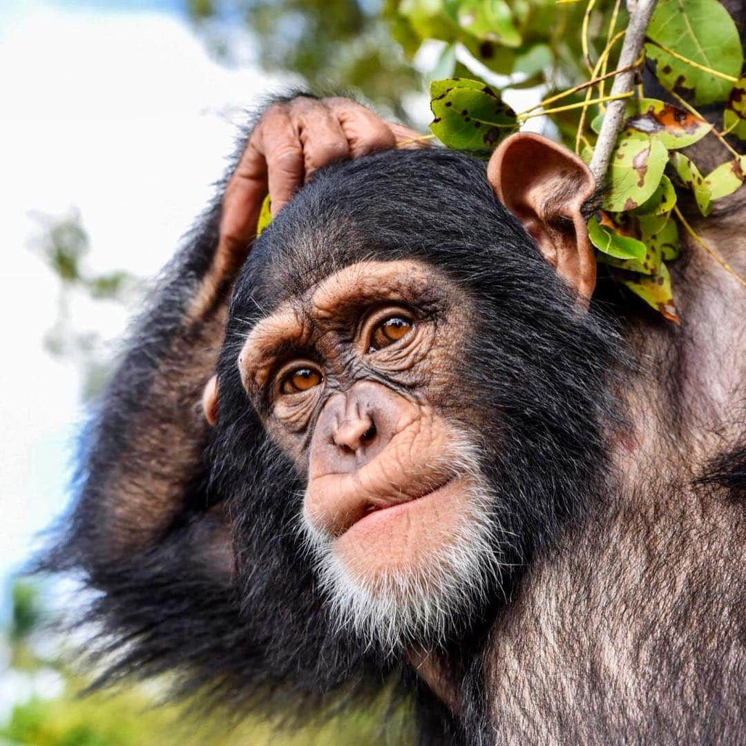 Zoological Wildlife Foundationさんのインスタグラム写真 - (Zoological Wildlife FoundationInstagram)「Once in a while these big cats confuse me🤔💙 . #limbani #notapet #conservation #chimpanzee #endangeredspecies #zwfmiami #zwf @zwfmiami」4月1日 0時02分 - zwfmiami