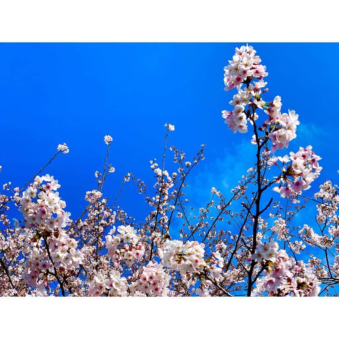 河西里音さんのインスタグラム写真 - (河西里音Instagram)「平成最後の花見🌸🎈🌸🐈🎈 ♡ 晴天にも恵まれ とっても気持ちぃ 花見だったょぉ❀(*´▽`*)❀ ♡ 桜って儚いけど とっても可愛いよね🌸💓 桜がひらひら舞う感じも好きだなぁ😍 ♡ ポートレートで撮った桜が とっても綺麗だったから みんなにもおすそ分けぇ～♪♪♪ ♡ 見てるだけで👀✨ 幸せな気持ちになるのは 何でだろう？💭💬まさに癒し🌸 私も桜みたいな 可憐な人になりたいなぁ(*´`)♡ #花見#桜#sakura#spring#happiness  #晴天#可憐#儚げ#癒し#幸せ時間#happytime #平成最後の花見#ポートレート」3月31日 23時59分 - rion_kasai