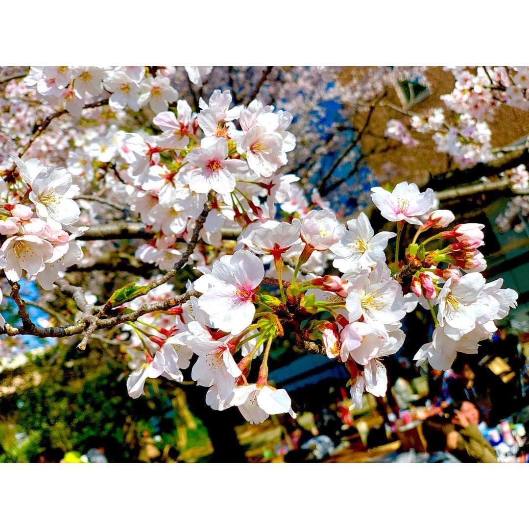 河西里音さんのインスタグラム写真 - (河西里音Instagram)「平成最後の花見🌸🎈🌸🐈🎈 ♡ 晴天にも恵まれ とっても気持ちぃ 花見だったょぉ❀(*´▽`*)❀ ♡ 桜って儚いけど とっても可愛いよね🌸💓 桜がひらひら舞う感じも好きだなぁ😍 ♡ ポートレートで撮った桜が とっても綺麗だったから みんなにもおすそ分けぇ～♪♪♪ ♡ 見てるだけで👀✨ 幸せな気持ちになるのは 何でだろう？💭💬まさに癒し🌸 私も桜みたいな 可憐な人になりたいなぁ(*´`)♡ #花見#桜#sakura#spring#happiness  #晴天#可憐#儚げ#癒し#幸せ時間#happytime #平成最後の花見#ポートレート」3月31日 23時59分 - rion_kasai