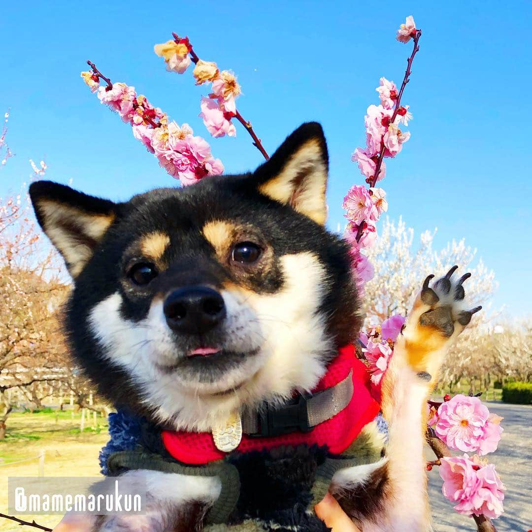 まめ丸のインスタグラム：「* * 今日はお花見ー🐶🌸 …にはつかれちゃって行けなかったから この前の梅の花🐶💓 -------------------------------- インターペットのレポート ブログにかいたよ🐶❣️ ストーリーかプロフからみてね⭐️ * the plum blossom🐶🌸🌸🌸 -------------------------------- I updated my blog🐶💓 The URL is in my profile. Please visit it if you have time❣️ * #桜もみたいな🌸 #まめ丸の春 🐶🌸🌸🌸 * #柴犬#豆柴#柴#黒柴#黒豆柴#犬#ふわもこ部#しばいぬ#shiba#shibainu#shibastagram#shibadog#puppy#instadog#dogstagram#dog#pet#petstagram#adorable#kawaii#강아지#멍스타그램#plumblossom#梅#偕楽園#映画ペット2キャンペーン#いぬのきもち賞」