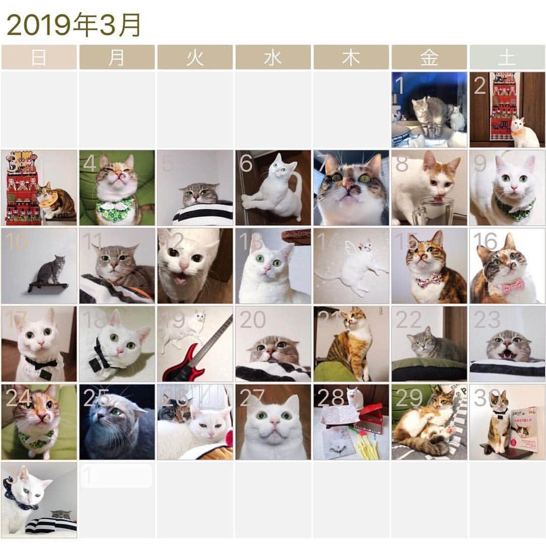 marikill66さんのインスタグラム写真 - (marikill66Instagram)「3️⃣🗓🐱🐱🐱🏆 * #2019年3月 #インスタカレンダー #cat #catstagram #catsofinstagram #catoftheday #instacat #vsco #marikill66 #marikill66_2019 #marikill66_03」4月1日 0時13分 - marikill66