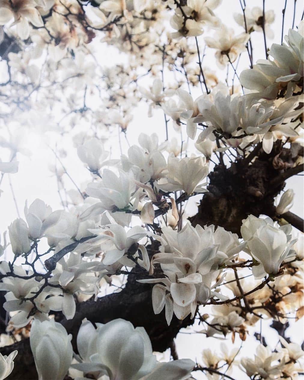 柳澤麻衣さんのインスタグラム写真 - (柳澤麻衣Instagram)「Have a lovely Sunday evening . White magnolias are in full bloom✨」4月1日 0時13分 - toile_blanche