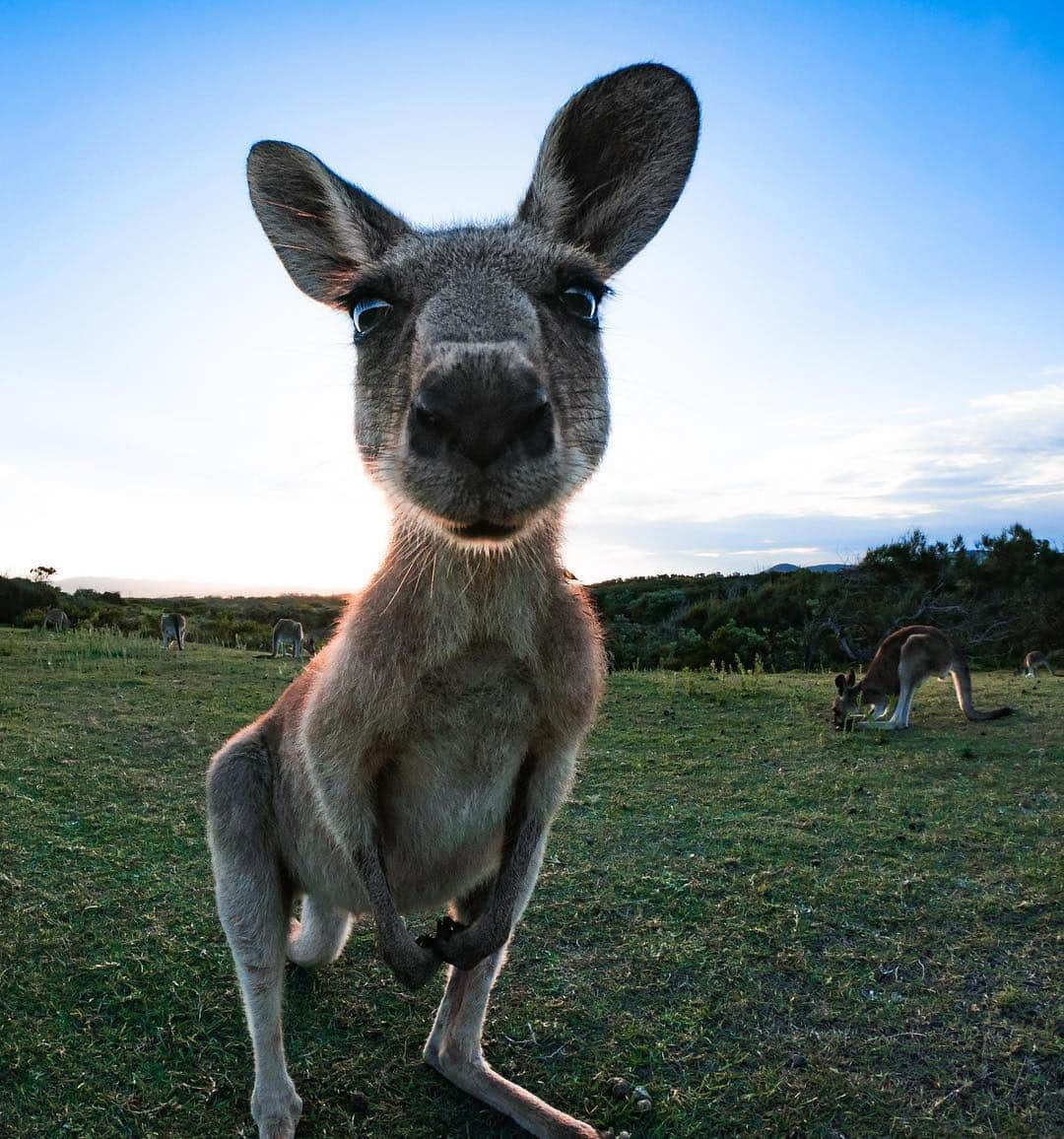 goproさんのインスタグラム写真 - (goproInstagram)「Photo of the Day: When you remember tomorrow is Monday… 🦘 • #GoProAthlete @harleyingleby made new friends along the road in Australia. • • • @GoProANZ #GoProANZ #GoPro #Kangaroo #Australia #AnimalFriends」4月1日 0時16分 - gopro
