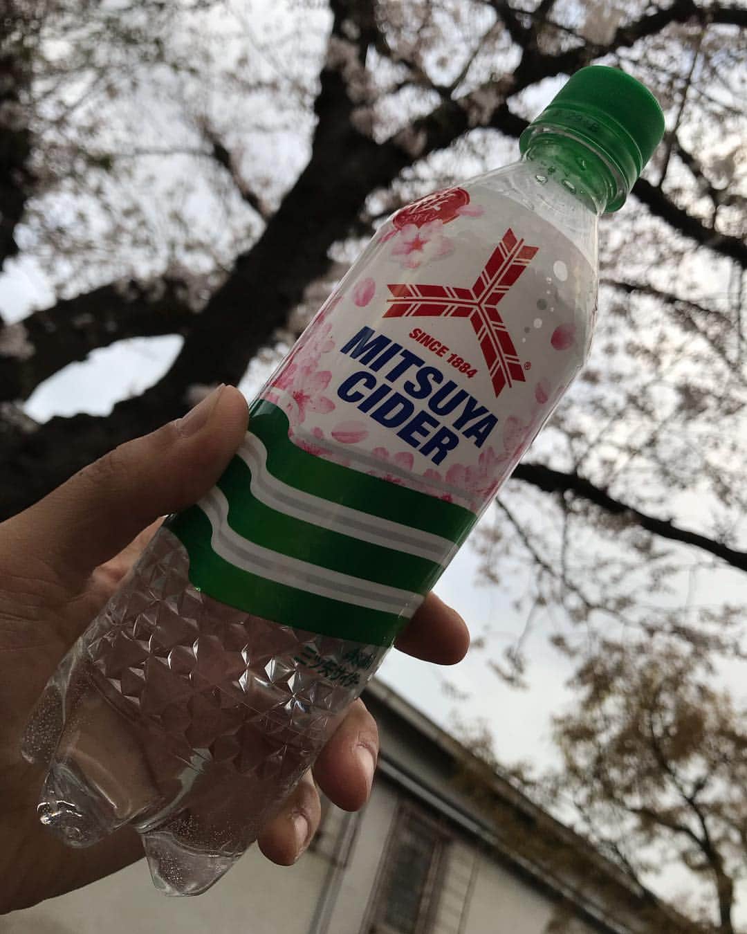 のインスタグラム：「今日も桜綺麗やったなぁ〜 一週間ぐらいやモンね 儚いなぁ…でもパッと咲いて散るっていうのも美学よね  俺はしがみついていく人生やろなぁ、きっと(笑)  ホイコーロー焼きそばの中蓋に描いてあったキャベバンバン可愛い♪  #靖乃 #桜 #キャベバンバン」