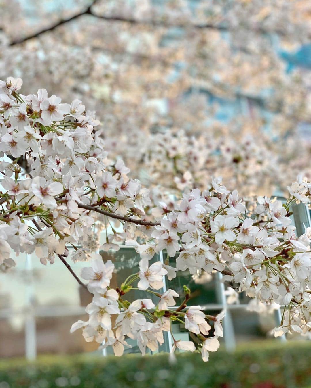 渡辺舞さんのインスタグラム写真 - (渡辺舞Instagram)「桜満開な４月のはじまりは、新鮮な気持ちになりますね🌸一日一日を大切に、恐れず、そして感謝と笑顔を忘れず。 #桜」4月1日 0時23分 - maipu0125