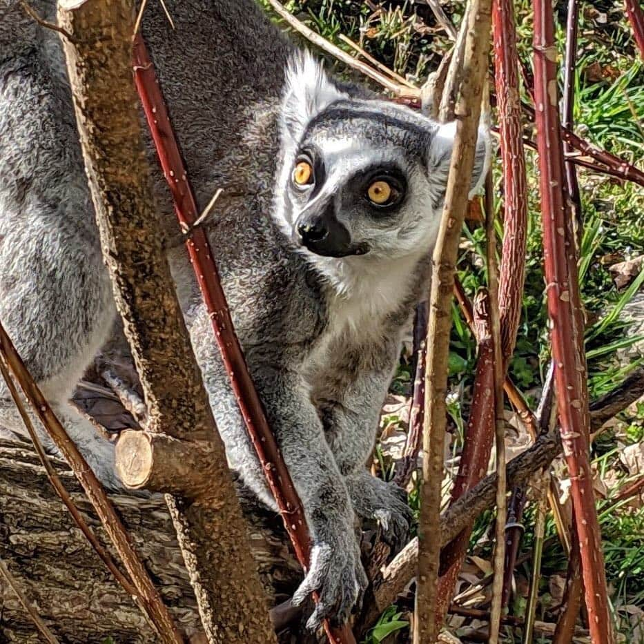 スミソニアン国立動物園さんのインスタグラム写真 - (スミソニアン国立動物園Instagram)「Ring-tailed lemur Tom Petty has a unique and distinguished look about him. One easy way to tell him apart from the others is by looking closely at the markings on his head—there is plenty of white space between his black eye rings and the gray hair on top of his head. One of Tom Petty’s favorite activities is eating, and he can often be seen munching on the foliage around Lemur Island. He turned 6 years old March 22. 🎂🎉 Celebrate his birthday at Lemur Island April 3!」4月1日 0時23分 - smithsonianzoo