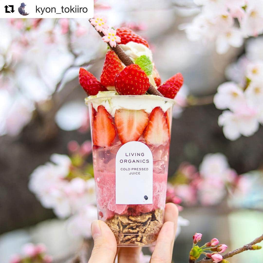 livingorganics juice&place 芦屋のインスタグラム：「いつもありがとうございます😊🌸#Repost @kyon_tokiiro with @get_repost ・・・ . .  LIVING ORGANICS @livingorganics_0312  4/7(日)まで イチゴパフェに 桜が添えられた 限定パフェが お目見え中🌸  桜を眺めて 桜を食べて…  桜を食べる🤤(花よりパフェ派)  #LIVINGORGANICS #sweets#sakura」
