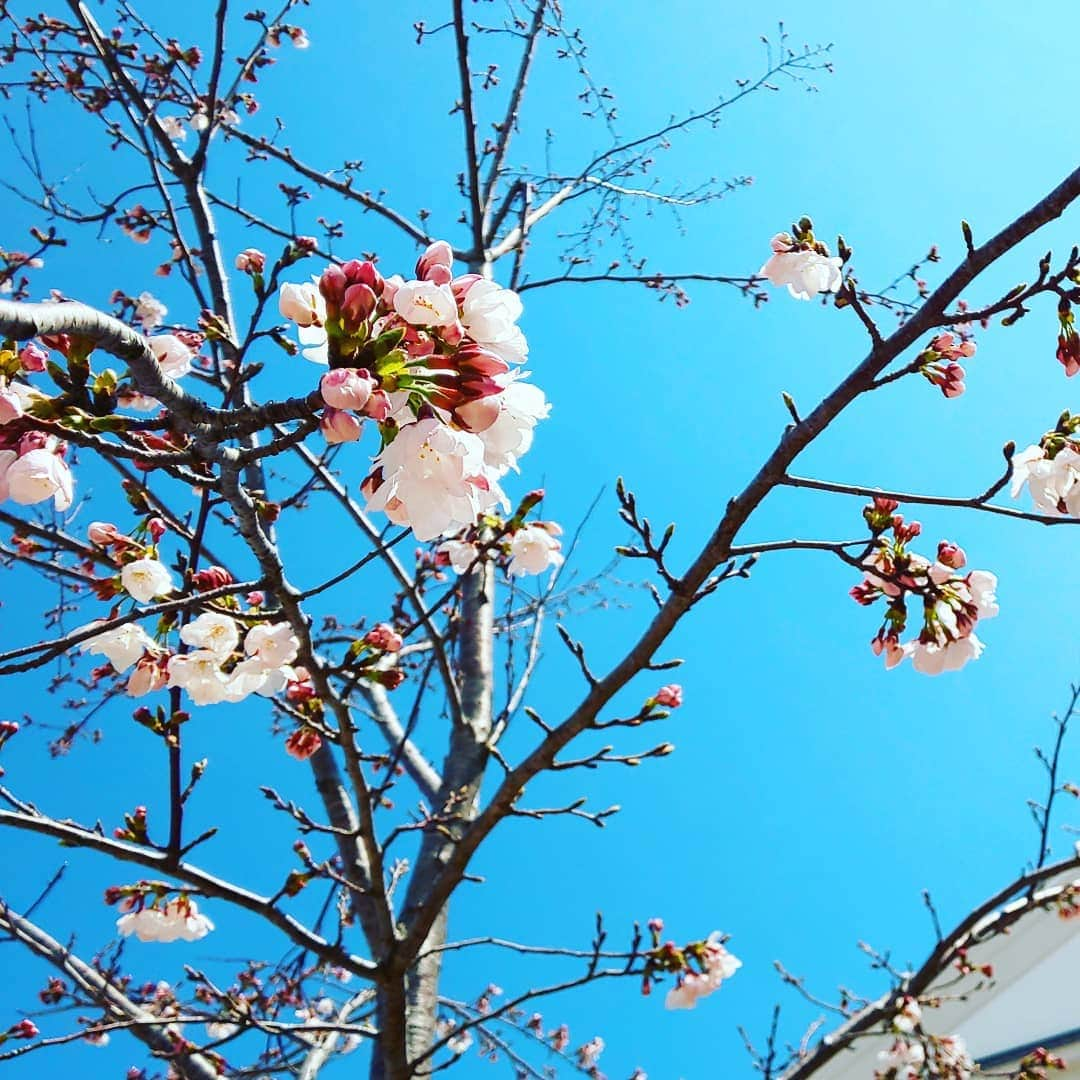 川崎亜沙美さんのインスタグラム写真 - (川崎亜沙美Instagram)「春だね🌸 🙌🙌🙌 #春#spring #花 #さくら#うめ#もも #何かが始まる #SKY#きれい」4月1日 0時41分 - asami__kawasaki