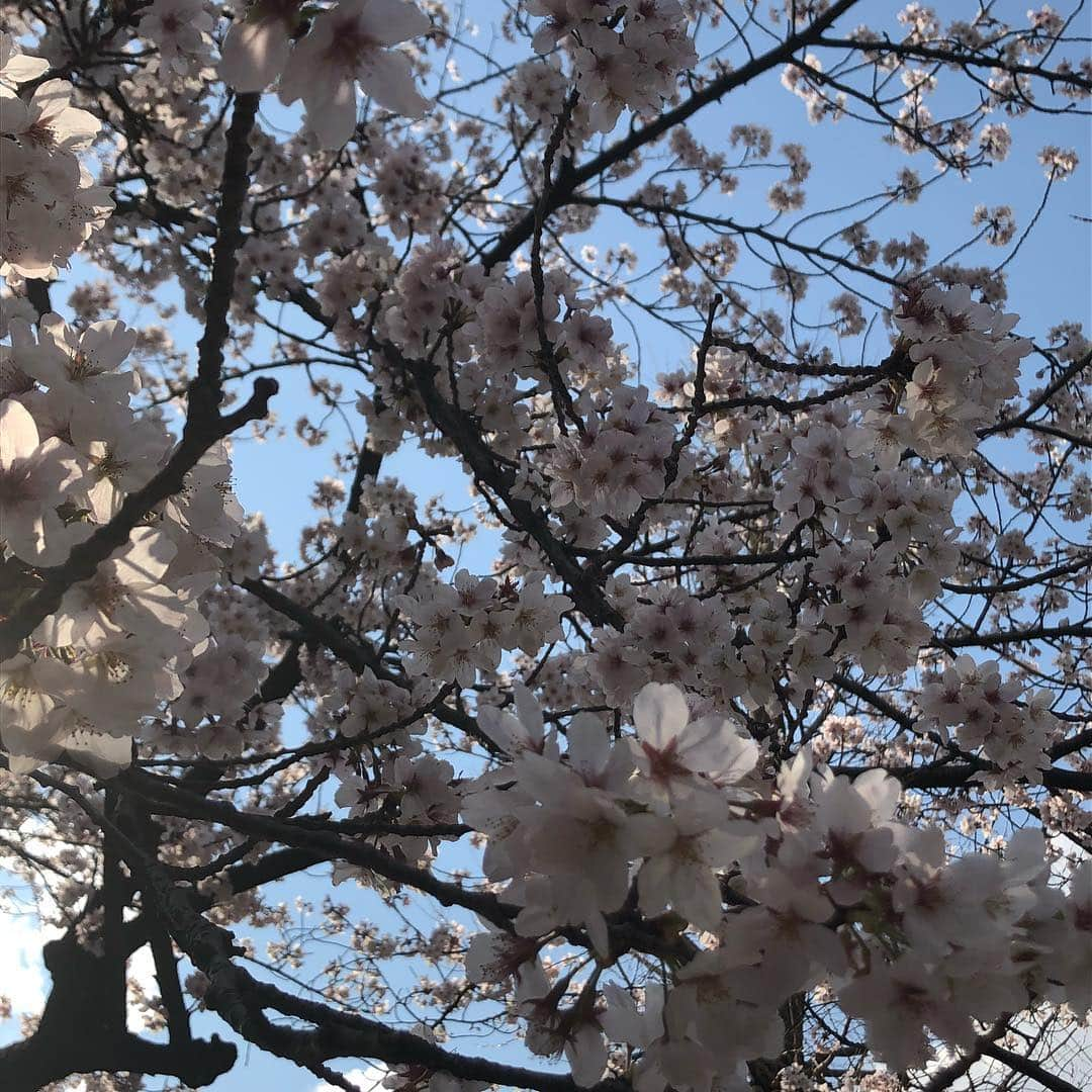 江藤あやさんのインスタグラム写真 - (江藤あやInstagram)「羽根木公園でお花見🌸 あったかくて最高でした✨ 結局花より鯛焼き（笑） ・ #お花見 #羽根木公園 #LOCO #楽しかった」4月1日 0時42分 - ayayakko19