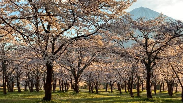 phantastic420のインスタグラム：「. 🤩🤩“Shizuoka” prefecture in Japan is a place where you can see the most “phantastic” Mt. Fuji🗻 in the world.🤩 #富士山 #mtfuji #japan #shizuoka #fujinomiya  #phantastic420photography #mostphantasticmtfuji #selamatpagi  #goodmorning  #おはようございます 😇😇😇😇😇😇😇🗻😇😇 素敵な4月の始まりとなりました😍素晴らしい光が入ってくれました🤩焼けは家を出ると同時になってしまったので自宅からとなってしまいました🤣残念😅さてと会社行きますかねぇ🤣 #cherryblossom」