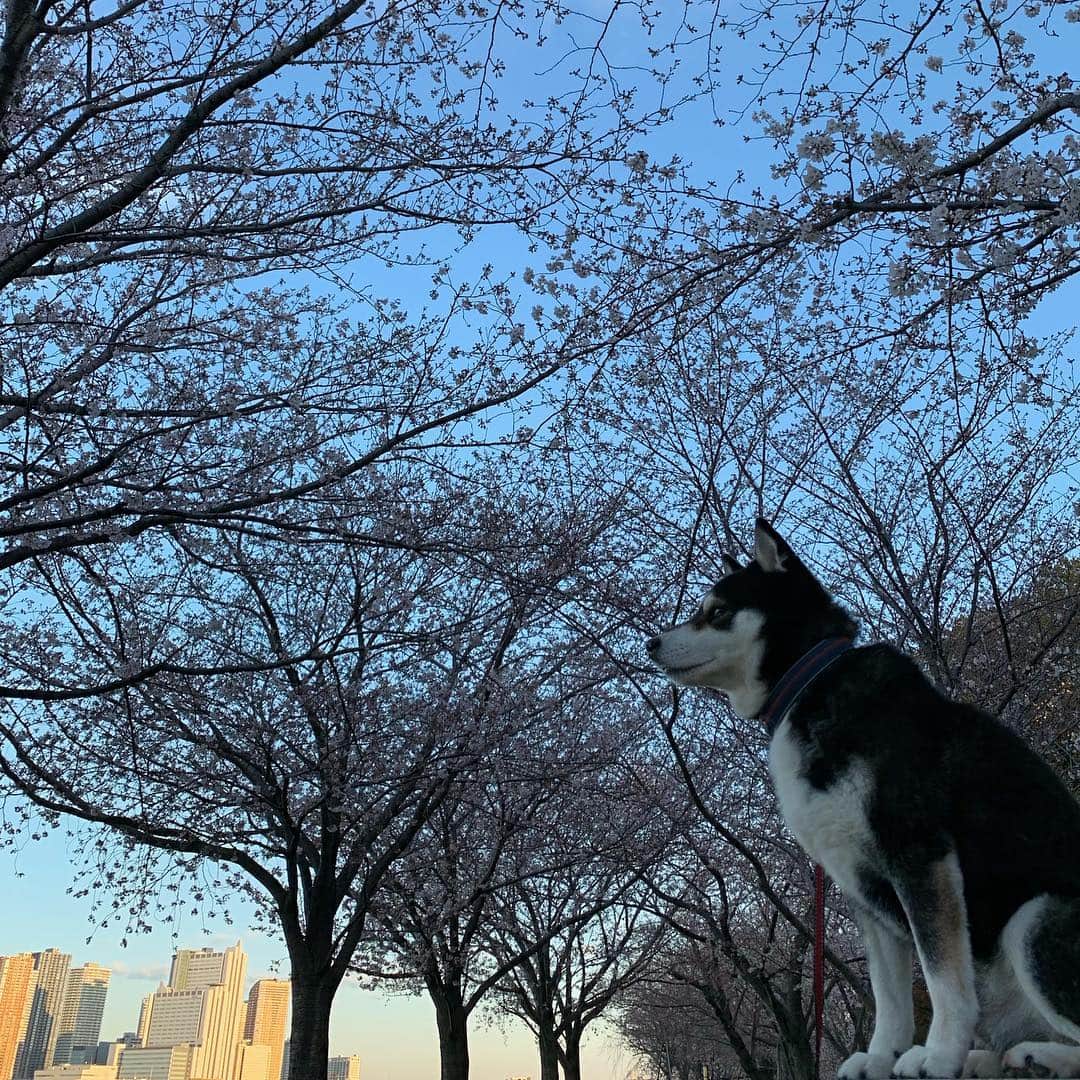 くろさんのインスタグラム写真 - (くろInstagram)「朝んぽ🌸 #ソメイヨシノ #cherryblossom #kuroshiba #blackshiba #shibainu #shibastagram #instadog #dogstagram #柴犬 #黒柴 #黑柴 #日本犬 #和犬 #癒し犬 #いぬら部 #ふわもこ部 #柴犬部 #モフモフ生命体 #柴犬のいる暮らし #わんこのいる暮らし #わんこのいる生活 #わんこと一緒 #わんダフォ #わんだふるjapan #朝んぽ」4月1日 6時13分 - m6bmw