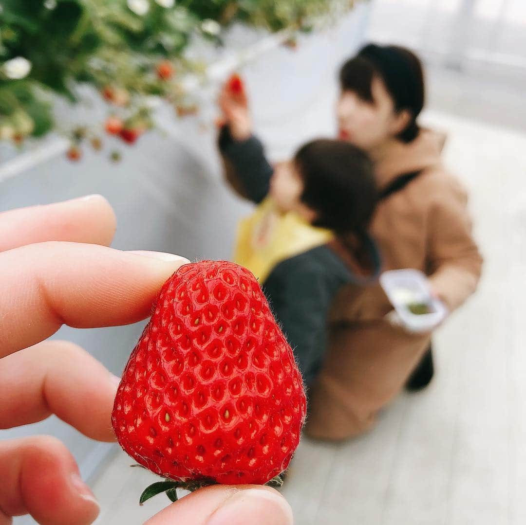 三浦絵里菜のインスタグラム：「いちご狩り🍓 可愛い甥っ子とシスターと👩‍👩‍👦 楽しかったよ 美味しかったよ いちご🍓🍓 #オープン15分前に行ったのに既に行列  #いちご狩り  #そんなことより  #首まであるニットを着たらナダルにしか見えない件  #いつ見てもナダル #コロコロチキチキペッパーズ  まさかいちご狩りに来てデコさんに遭遇するとは🤔」