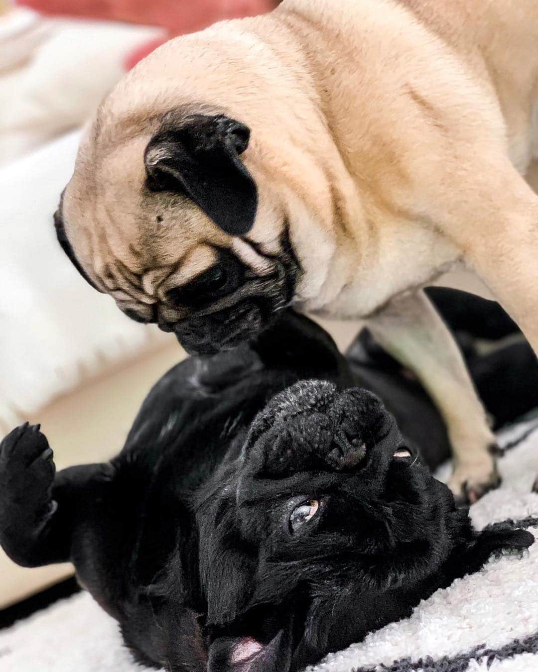 イバイ・ゴメスのインスタグラム：「“Domingueando” 😍💚 #puglife 🐶🐶」