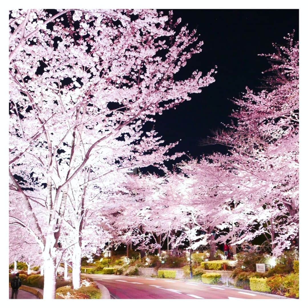 望月理恵さんのインスタグラム写真 - (望月理恵Instagram)「夜桜✨ byLeica」4月1日 1時07分 - mochiee28
