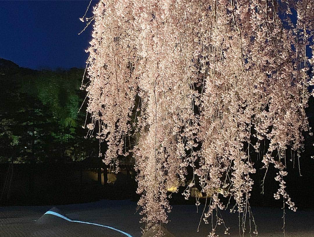 稲富菜穂さんのインスタグラム写真 - (稲富菜穂Instagram)「KBS京都とBS11で放送された 京都夜桜2019の生中継リポーターとして出演させて頂きました！  私は高台寺から生中継🎤. 高台寺はライトアップやプロジェクションマッピングを京都で初めて取り組んだお寺で今年のライトアップとプロジェクションマッピングも綺麗でした☺️✨. . 枝垂れ桜も満開で、 とても綺麗でうっとり🌸. . 進化し続ける高台寺さんが 次に新たな挑戦！となったのが アンドロイド観音マインダー。  5月6日までアンドロイド観音さまにお会いできます！是非高台寺さんのHPから予約出来るのでチェックしてみてください☺️✨. . #京都夜桜 #京都夜桜2019 #京都夜桜生中継 #KBS京都 #BS11 #高台寺 #桜 #ライトアップ #プロジェクションマッピング #アンドロイド観音 #アンドロイド観音マインダー」4月1日 1時08分 - inatomi74