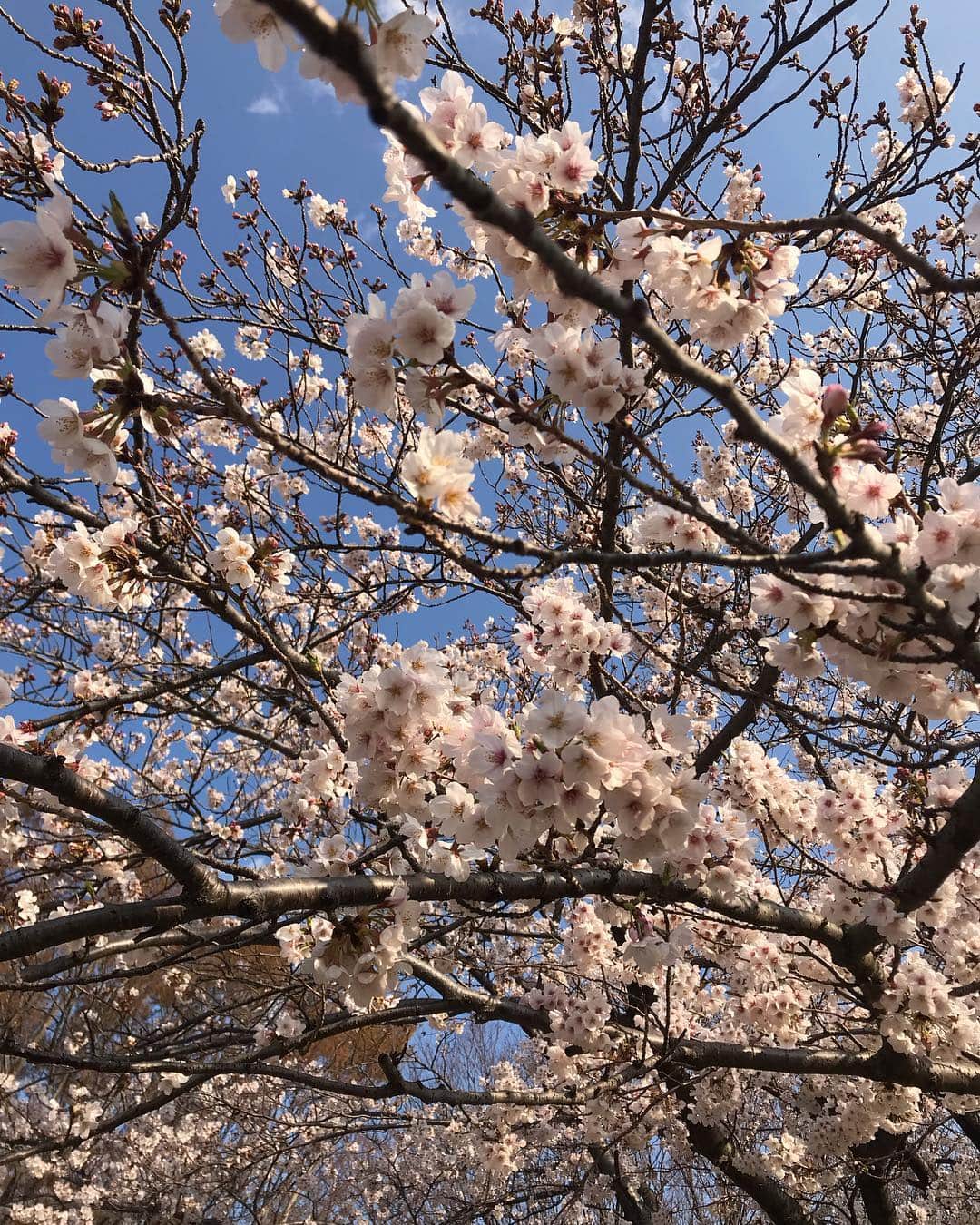 橋本麗香さんのインスタグラム写真 - (橋本麗香Instagram)「💖🌸💖 ． あ。。 あの子と写真撮るの忘れた😭‼️ ． そのくらい桜さんに見惚れて居た日でした🌸🥰」4月1日 1時21分 - reikamaria