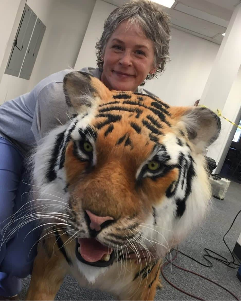 The Walking Deadさんのインスタグラム写真 - (The Walking DeadInstagram)「Several shots of Shiva were accomplished with an animatronic tiger created by my make up Fx company @knb_efx.  I felt it important for the actors to have a practical element to play off of in scenes.  Melissa was very fond of him.」4月1日 1時13分 - amcthewalkingdead