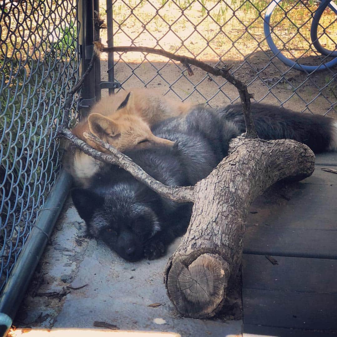 のインスタグラム：「Lazy Sunday!! PRIVATE ENCOUNTER OPENING!!! We had a reschedule and Have a rare  opening for a private encounter this Sat at 1:30. The first person to PM can book the spot!!! . #privateencounters #foxencounter #playwithfoxes #russian #russiandomesticatedfoxes #jabcecc #siberiancupcakes #animalencounters #foxy #viktor #mikhail #lovefoxes #foxesofig #foxesofinstagram #tamefoxes #exotic #ambassadors #photooftheday #sundaylazy」
