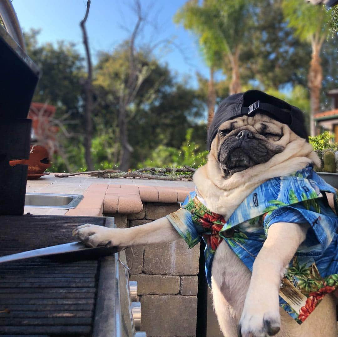 itsdougthepugさんのインスタグラム写真 - (itsdougthepugInstagram)「“I hope u wore ur stretchy pants” -Doug」4月1日 1時19分 - itsdougthepug