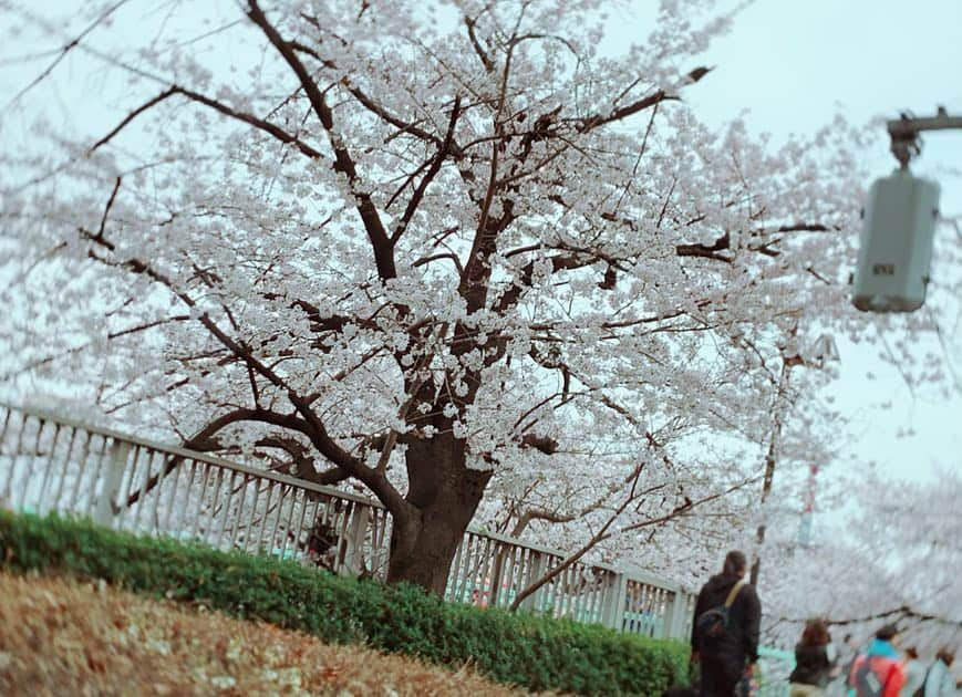 田中れいなさんのインスタグラム写真 - (田中れいなInstagram)「. お花見🌸しよー人達いーなって思いながら 車の中から桜を見てる毎日🚗 ³₃ でもこの季節なんか知らんけど悲しい気持ちになるけん あんまり好きじゃない🤣 ✽+†+✽――✽+†+✽――✽+†+✽―― #桜 #🌸 #春 #お花見 #いいなー #ミュージカル #悪ノ娘 #稽古 #リリアンヌ #田中れいな #photo #Instagram #instagramjapan」4月1日 1時21分 - tanakareina.lovendor