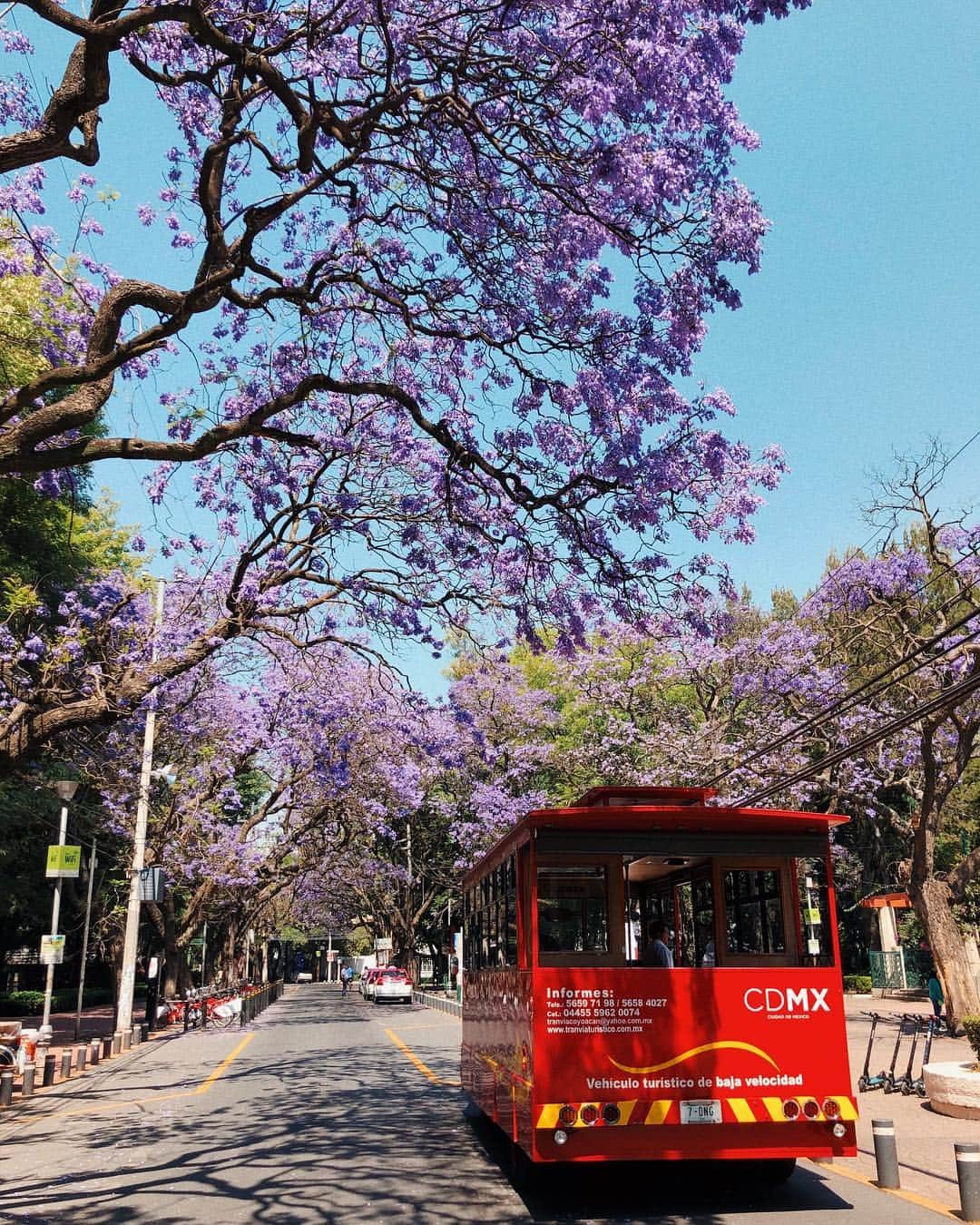 のインスタグラム：「Jacaranda is my ABSOLUTE favorite tree in the whole wide world. Beats the cherry blossoms any day of the week. The country is full of them at this time of the year and it’s the most stunning sight 🙌🏼. . . La jacaranda es el árbol más hermoso que existe. Ya dije 😅🙌🏼 #jacaranda #mexico #condesa #cdmx」