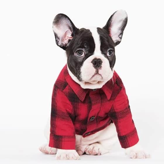 French Bulldogさんのインスタグラム写真 - (French BulldogInstagram)「Your adorable pup will be ready to hit the town and country in the Plaid Flannel Dog Shirt! ❤🖤🤠 .⠀ . ⠀ .⠀ .⠀ .⠀ #bullyworld #instafrenchie #bulldogingles#frenchbulldogsofinstagram #frenchiepup #french_bulldogs#französischebulldogge #frenchielove #fab_frenchies#adorabull #bullyinstafeature #frenchyfanatics#frenchiesofig #franskbulldog #bulldogsofig #bulldogram#bullynation #frenchbulldogs #bulldoglife #フレブル#bulldog_ig_community」4月1日 1時25分 - frenchie.world