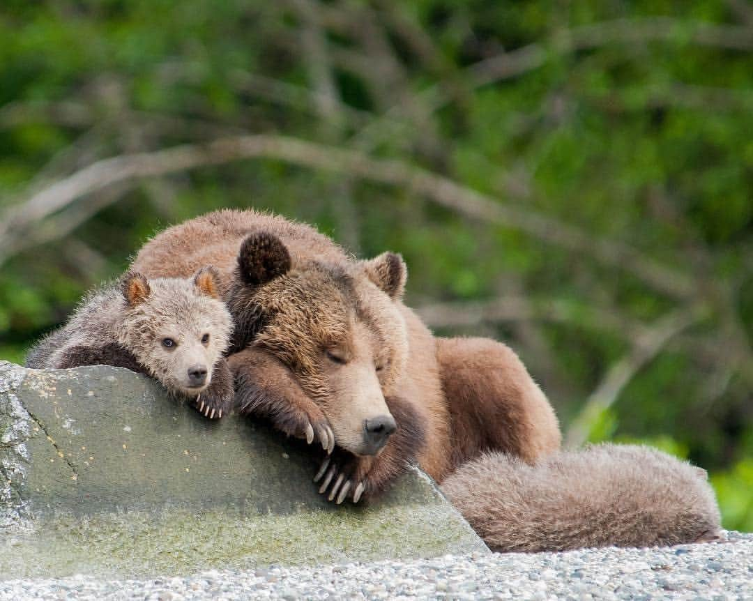 Explore Canadaさんのインスタグラム写真 - (Explore CanadaInstagram)「This is what lazy Sunday afternoons are about! These three grizzly bears were photographed near the @knightinletlodge in British Columbia, one of the best places to see these bears safely in the wild. This floating wilderness resort is accessed by float plane from late spring through the early fall. Day trip options are also available out of Telegraph Cove located on Vancouver Island, approximately a 6 hours drive from Victoria. #ExploreCanada . 📷: @onlyonewild 📍: @tourismvancouverisland, @hellobc . Voilà à quoi servent les dimanches après-midi! Ces trois grizzlis ont été photographiés près du @knightinletlodge, en Colombie-Britannique, l’un des meilleurs endroits pour observer tranquillement ces ours dans leur habitat naturel. Ce centre de villégiature en pleine nature est accessible par hydravion dès la fin du printemps jusqu’au retour de l’automne. Des excursions d’une journée sont aussi offertes dans la région de Telegraph Cove, située sur l’île de Vancouver, à environ 6 heures de route de Victoria. #ExploreCanada . 📷 @onlyonewild 📍 @tourismvancouverisland, @hellobc . #tourismvancouverisland #explorebc #grizzlybears #wilderness #ecolodge」4月1日 1時32分 - explorecanada