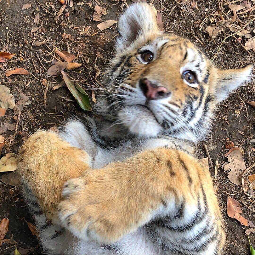Black Jaguar-White Tiger さんのインスタグラム写真 - (Black Jaguar-White Tiger Instagram)「Mr Cute aka The Beast aka Luciano... #BabyLucianoBJWT #SaveTigers  @glc_italy @sibilla_fiorentino  Pic by @jamiemichellevine」4月1日 1時44分 - blackjaguarwhitetiger