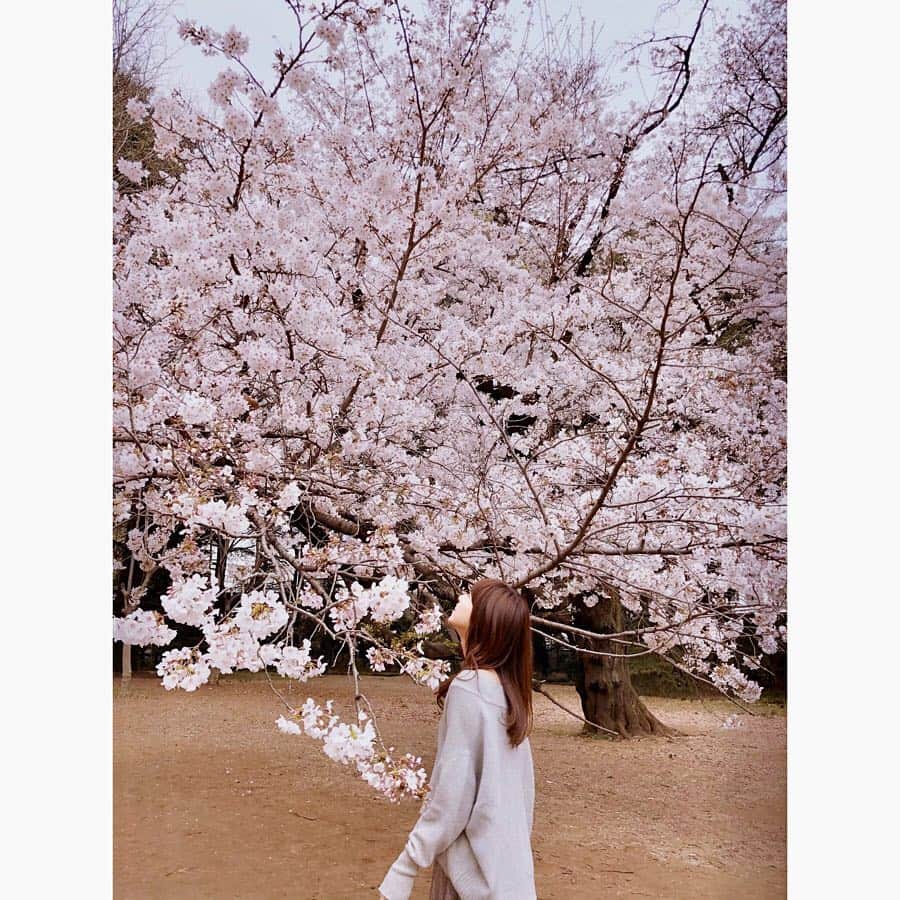 小坂温子さんのインスタグラム写真 - (小坂温子Instagram)「新宿御苑でお花見散歩🌸🚶‍♀️💓 #新宿御苑  #この日は  #寒かったけど 😱 #桜は綺麗でした ☺️👍🌸⛲️✨ #spring #sakura  #cherryblossom」4月1日 1時48分 - kosaka_atsuko