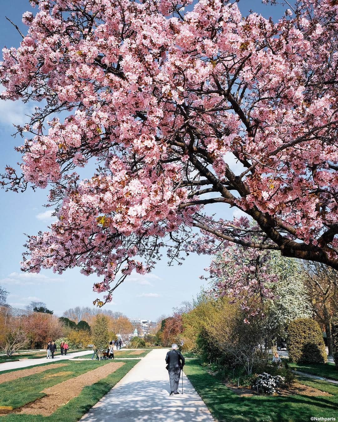nathparisのインスタグラム：「Good evening 🌸😍🌸 #paris」