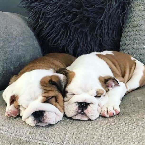 Bodhi & Butters & Bubbahさんのインスタグラム写真 - (Bodhi & Butters & BubbahInstagram)「Grocery list: (1) a dozen apples (2) gallon of @oatly (3) a handful of PUPPIES!!!! .....what’s on your grocery list? 🤔 . . . . #bulldog #puppy #love #sunday #errands #need #more #puppies @james_bulldogpuppies」4月1日 2時01分 - keonistuff